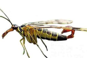 ¡Llega escorpión volador a México!