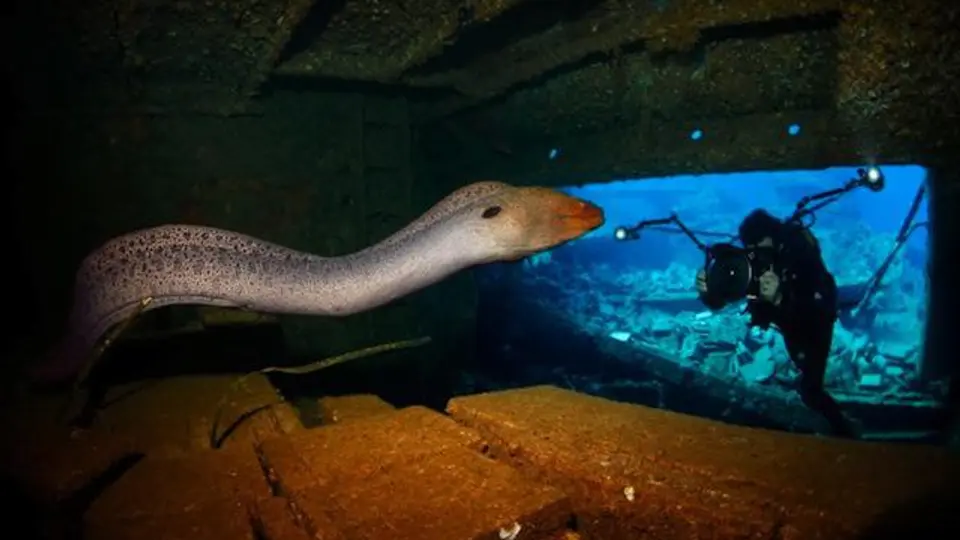 Conoce a los ganadores del Fotógrafo Marino del año