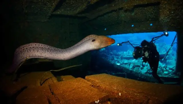 Conoce a los ganadores del Fotógrafo Marino del año
