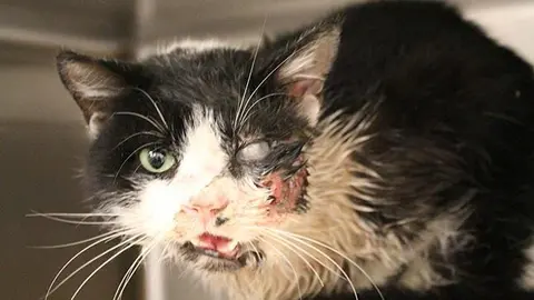 Gato regresa de la tumba después de ser arrollado