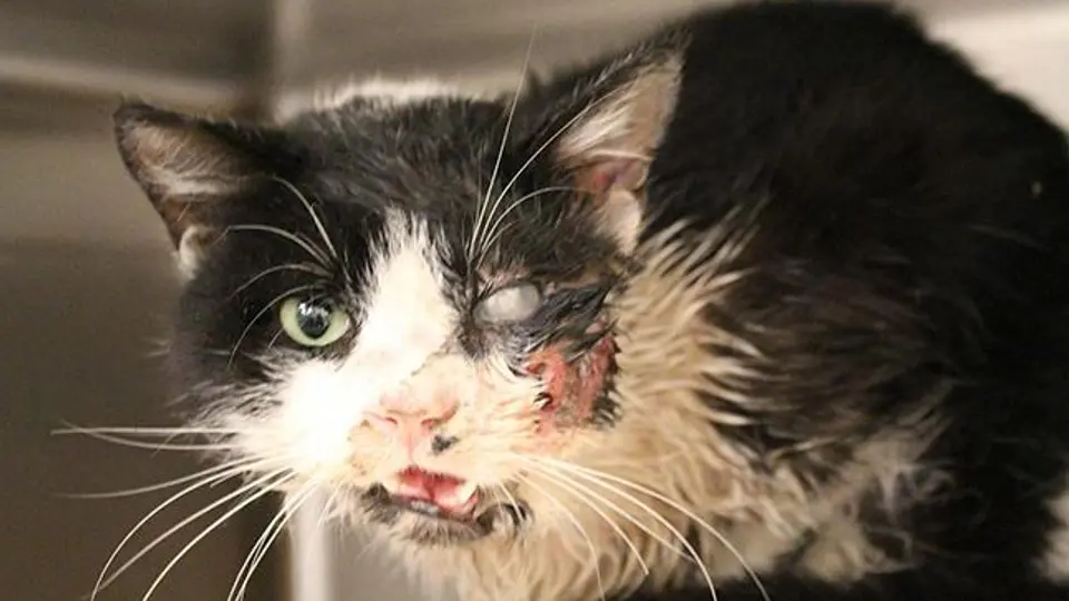 Gato regresa de la tumba después de ser arrollado