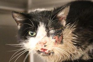 Gato regresa de la tumba después de ser arrollado