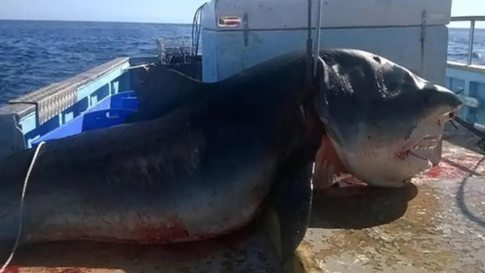 Cazan tiburón en peligro de extinción