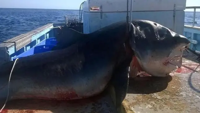 Cazan tiburón en peligro de extinción