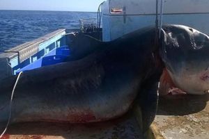 Cazan tiburón en peligro de extinción