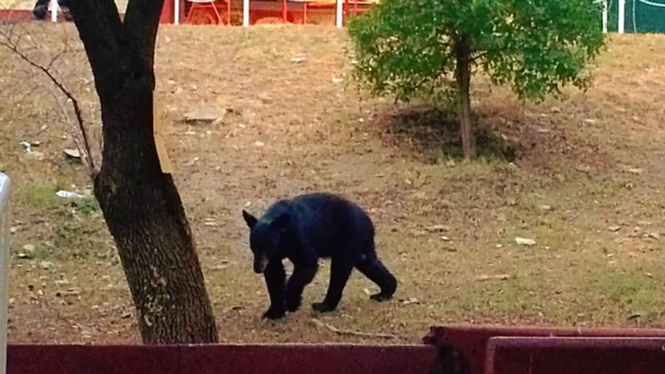 Oso causa sensación en Facultad de Monterrey