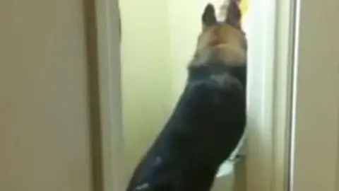 Perro sorprende en redes sociales al usar el inodoro
