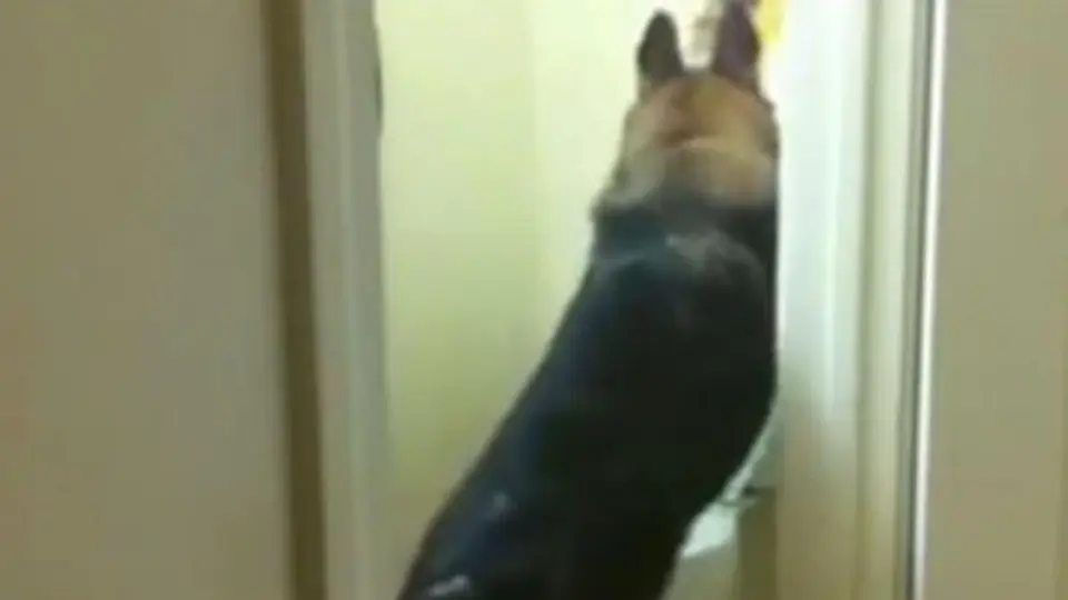 Perro sorprende en redes sociales al usar el inodoro