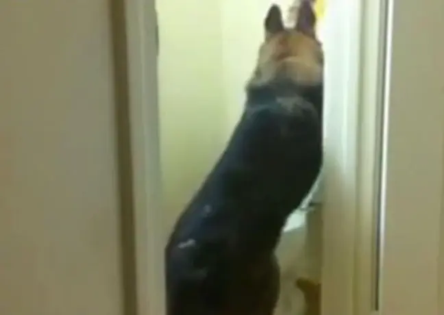 Perro sorprende en redes sociales al usar el inodoro