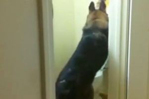 Perro sorprende en redes sociales al usar el inodoro