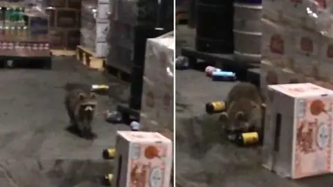 Mapache 'asalta' una licorería y termina ebrio
