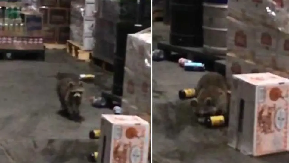 Mapache 'asalta' una licorería y termina ebrio