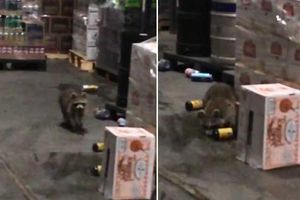 Mapache 'asalta' una licorería y termina ebrio