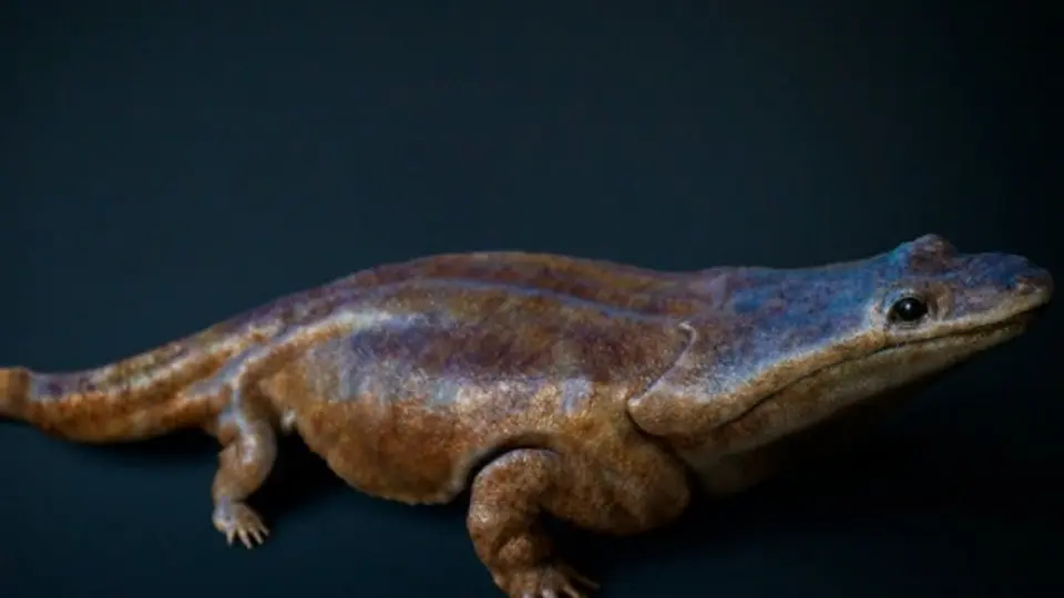 Hallan súper salamandra' en Portugal