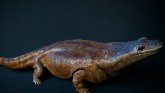 Hallan súper salamandra' en Portugal