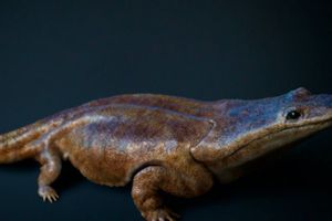 Hallan súper salamandra' en Portugal