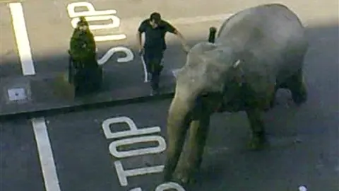 Elefante suelto mata a un hombre en Alemania