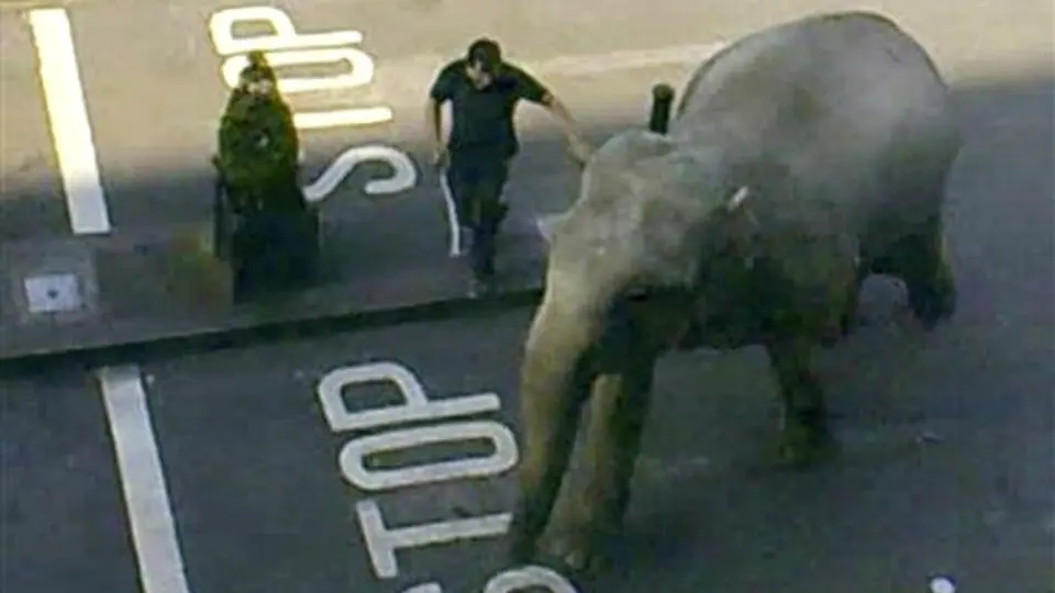 Elefante suelto mata a un hombre en Alemania