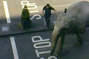 Elefante suelto mata a un hombre en Alemania