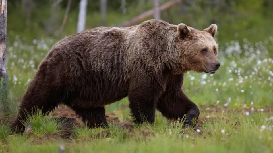 Detienen a tres hombres que planearon violar a un oso