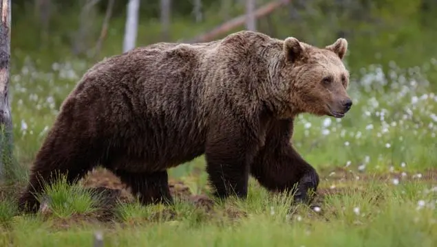 Detienen a tres hombres que planearon violar a un oso