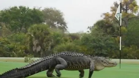 Cocodrilo invade campo de golf en Florida