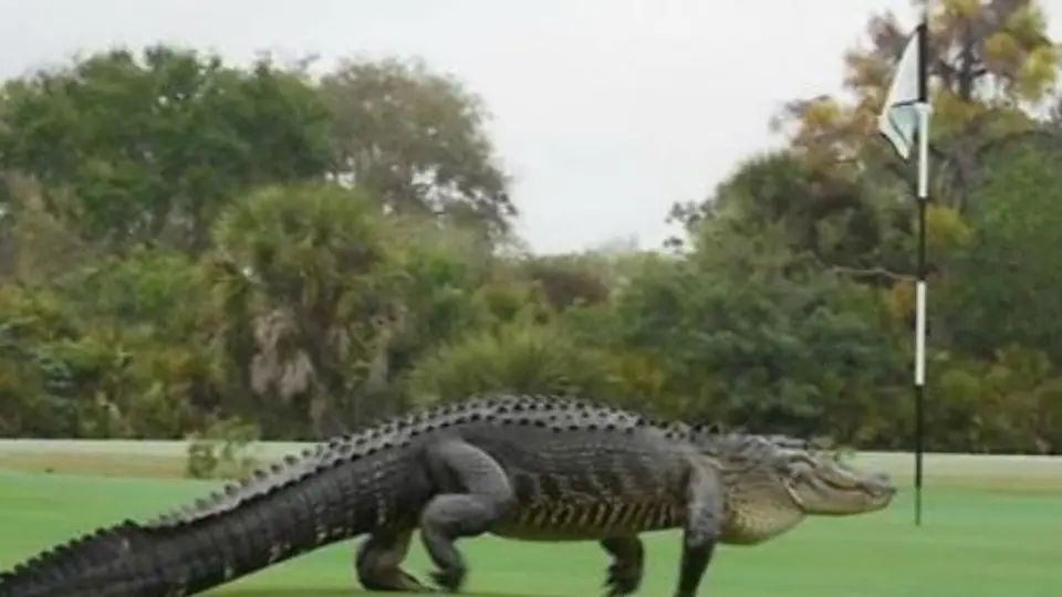 Cocodrilo invade campo de golf en Florida