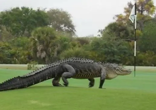 Cocodrilo invade campo de golf en Florida