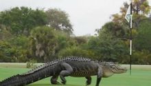 Cocodrilo invade campo de golf en Florida