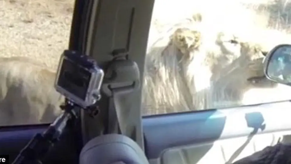 León 'ataca' automóvil de turistas en Sudáfrica