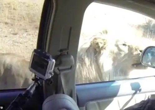 León 'ataca' automóvil de turistas en Sudáfrica