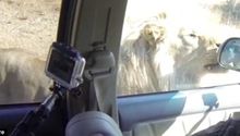 León 'ataca' automóvil de turistas en Sudáfrica