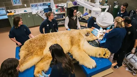 Oso polar es llevado al dentista en Washington