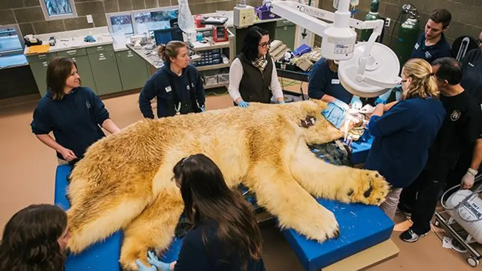 Oso polar es llevado al dentista en Washington