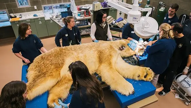 Oso polar es llevado al dentista en Washington