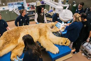 Oso polar es llevado al dentista en Washington
