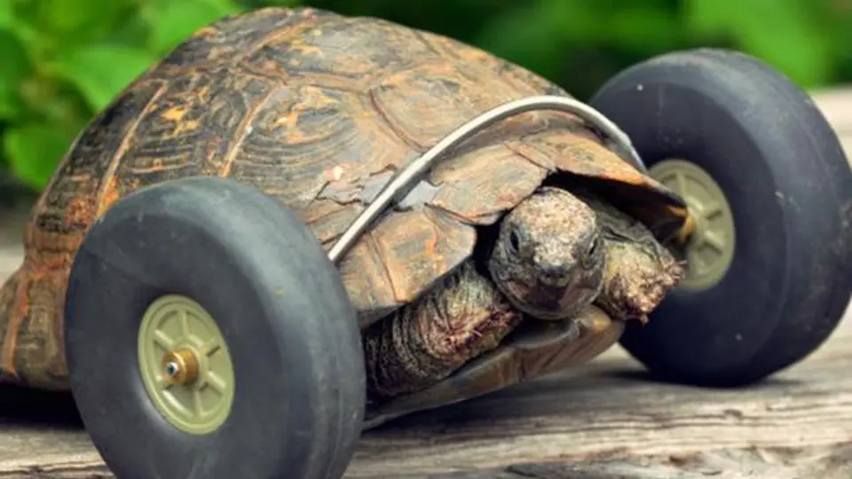 Tortuga vuelve a caminar con ayuda de un par de ruedas