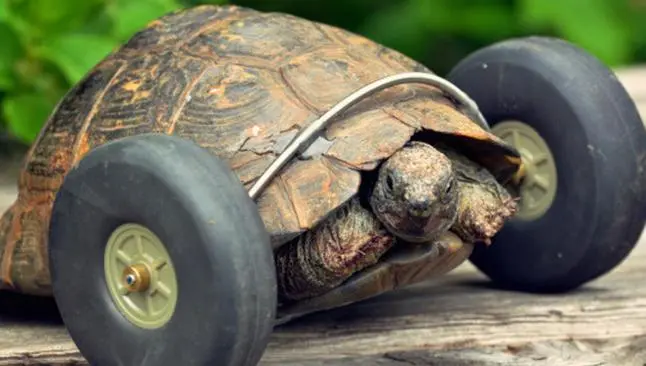 Tortuga vuelve a caminar con ayuda de un par de ruedas