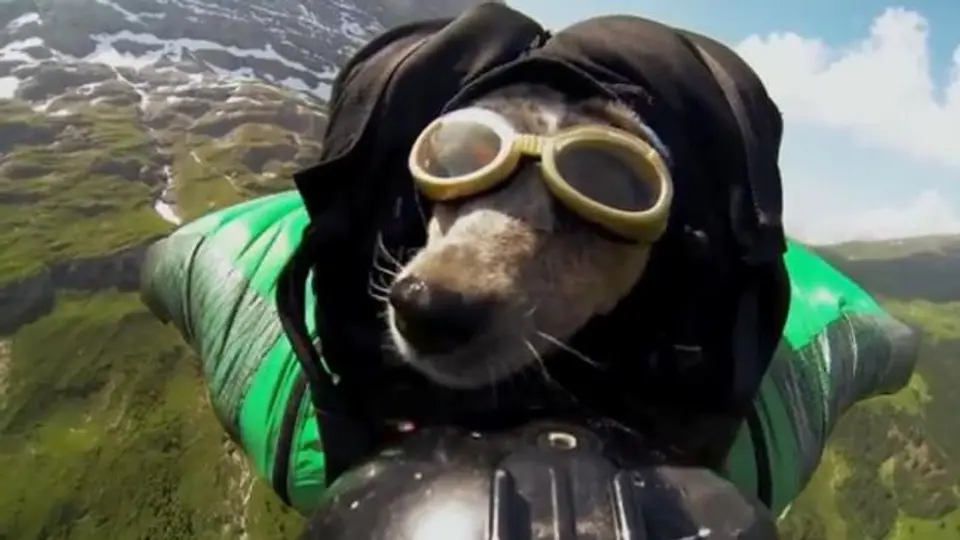 Whisper, primer perro en realizar un salto base