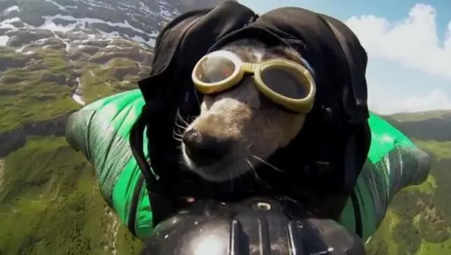 Whisper, primer perro en realizar un salto base