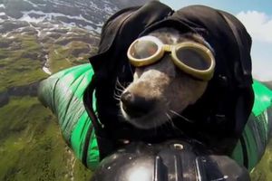 Whisper, primer perro en realizar un salto base