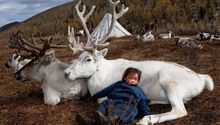 Tribu mongola domestica renos para vivir con ellos