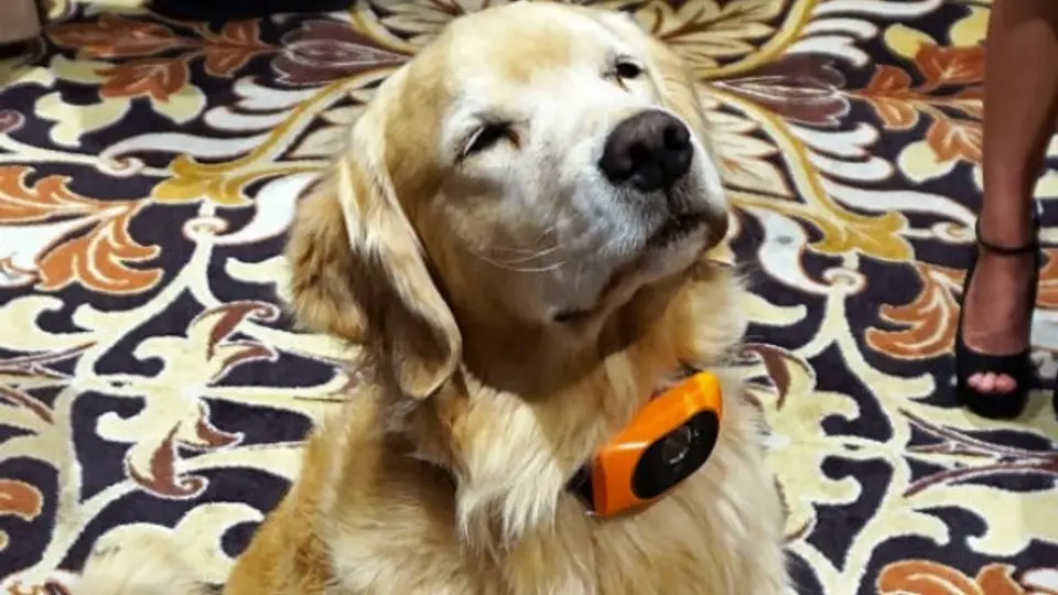 Motorola desarrolla collar inteligente para perros