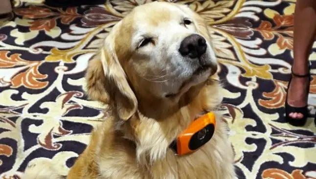 Motorola desarrolla collar inteligente para perros