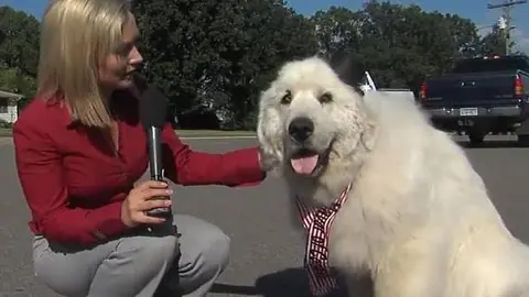 Eligen a perro como alcalde en un pueblo de Minnesota