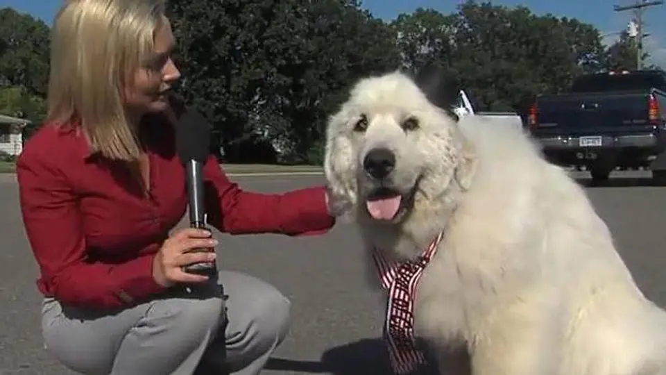 Eligen a perro como alcalde en un pueblo de Minnesota