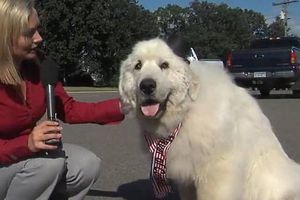 Eligen a perro como alcalde en un pueblo de Minnesota