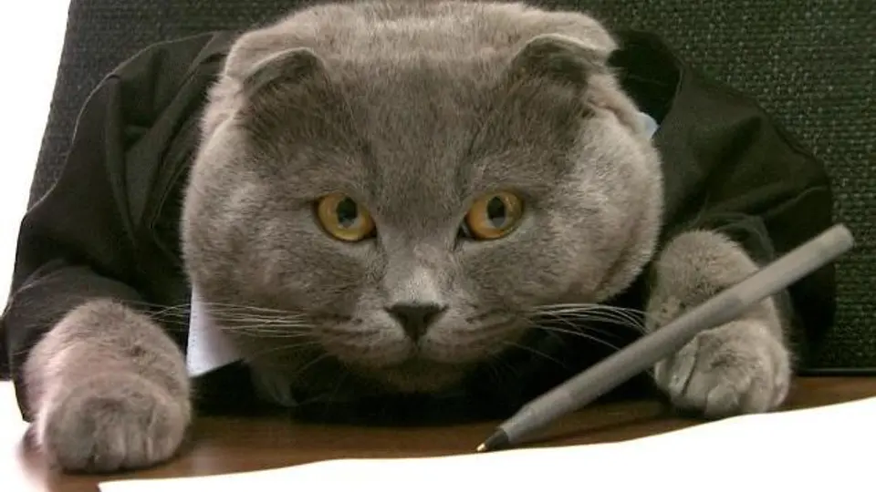 Empresa rumana nombra a gato como director de comunicaciones