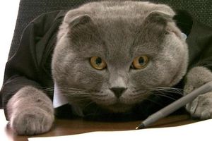 Empresa rumana nombra a gato como director de comunicaciones