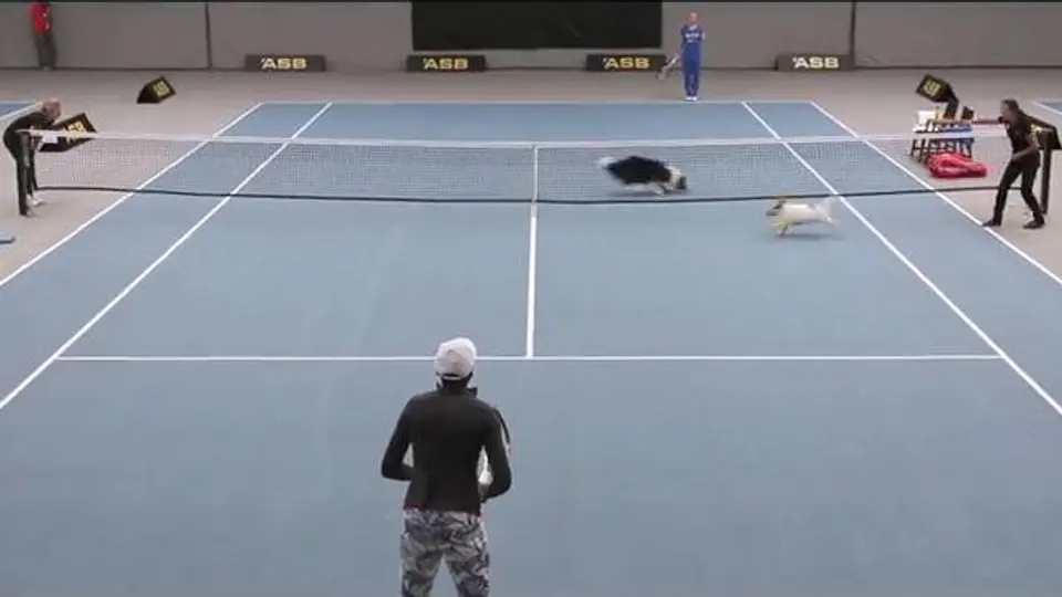 Perros se convierten en recogepelotas en juego de tenis